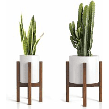 ΚΑΣΠΟ CACTUS